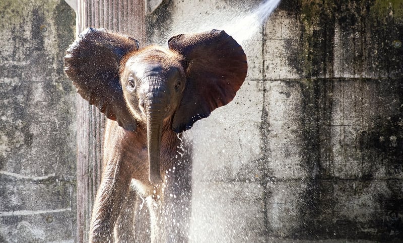 Elephant in Savannah