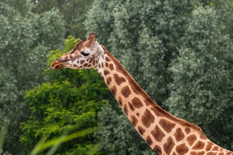 Giraffe in Savannah