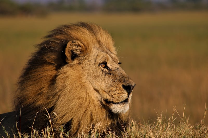 Lion in Savannah