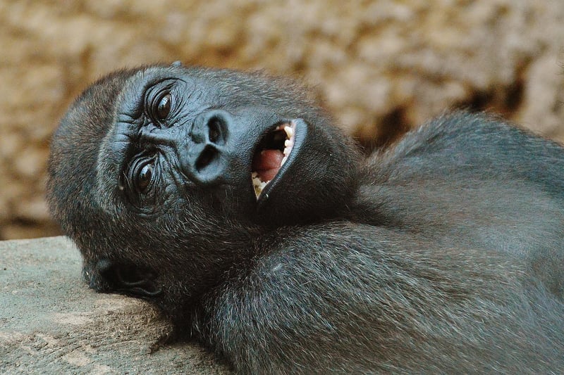 Monkey in the Wild