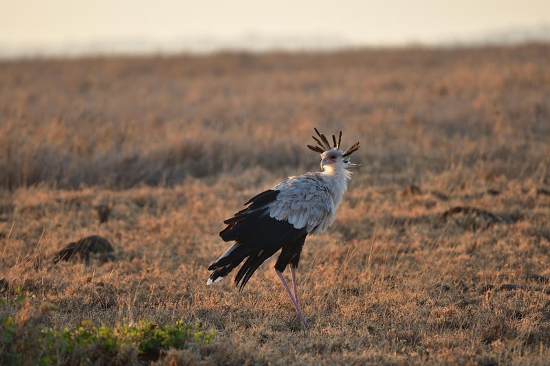 Secretary Bird in Savannah